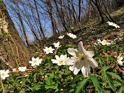 Sentieri fioriti sopra casa ad anello-Zogno-28mar22 - FOTOGALLERY